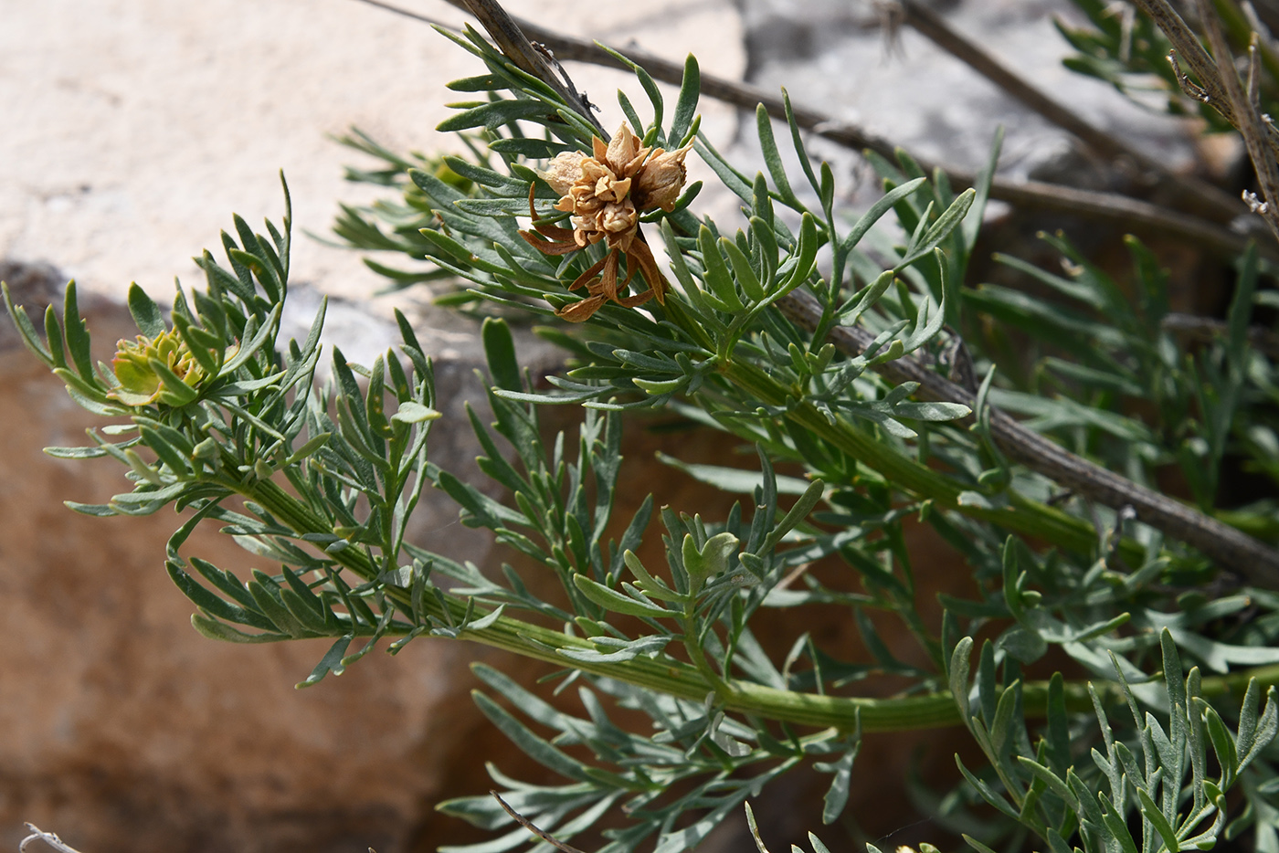 Image of Niedzwedzkia semiretschenskia specimen.