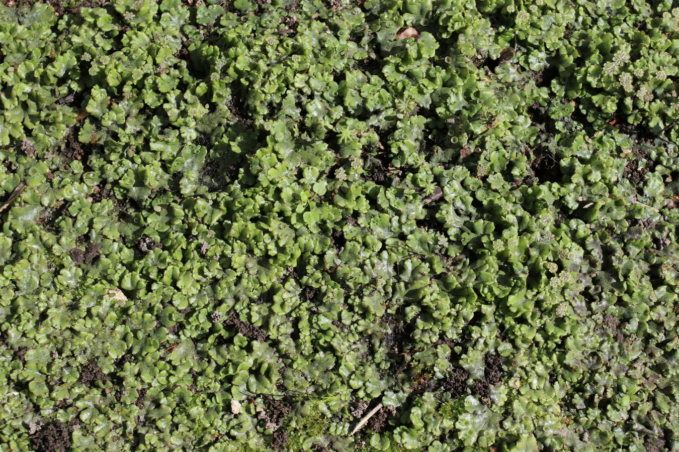 Image of Marchantia polymorpha specimen.