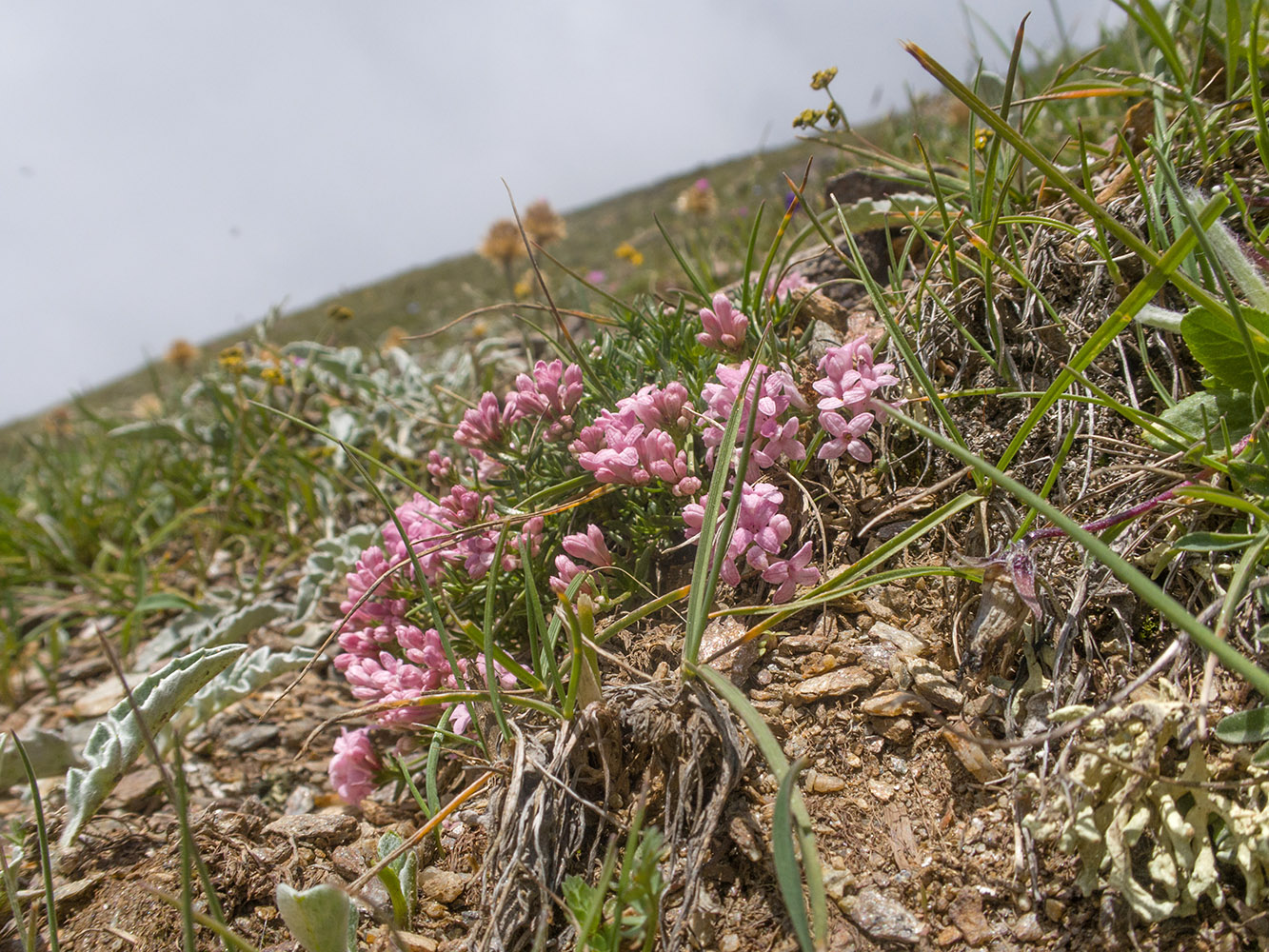 Image of Asperula abchasica specimen.