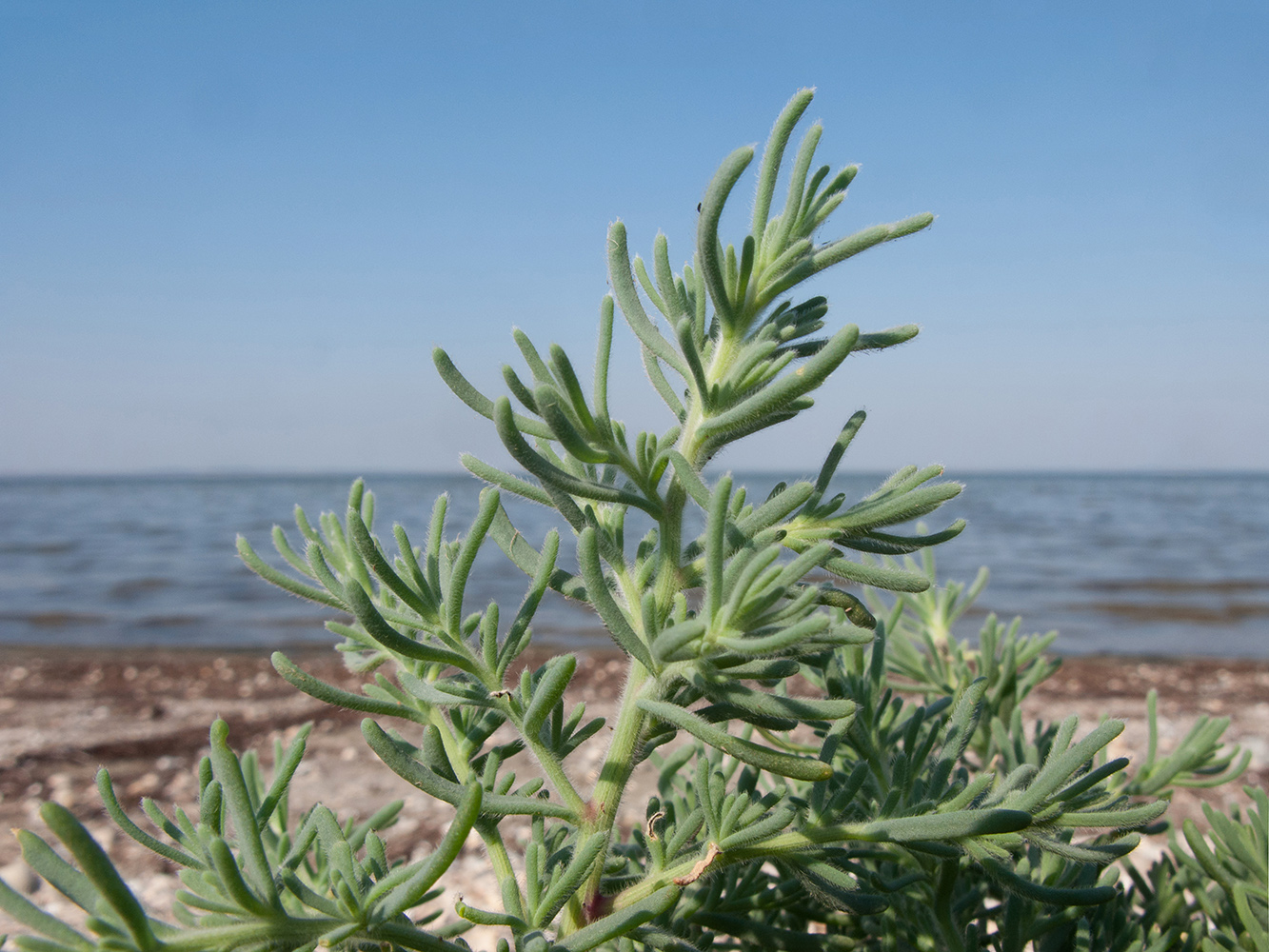 Изображение особи Spirobassia hirsuta.