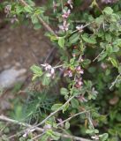 unknown species. Верхушка цветущей веточки. Турция, ил Хаккари, верховья р. Бейазсу, Кырыкдаг Яйла, правый борт долины в 1,7 км ниже базового лагеря, выс. ок. 2370 м н.у.м., склон. 24 мая 2025 г.