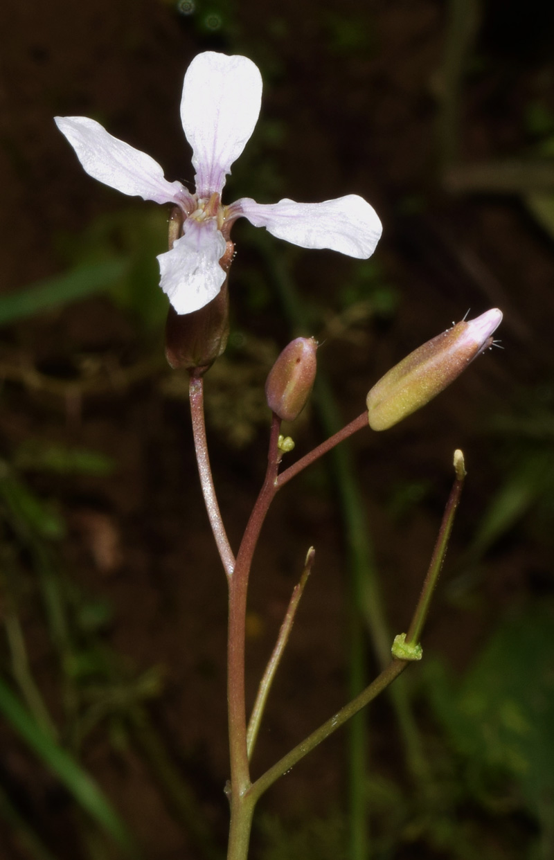 Image of Chorispora tenella specimen.
