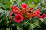 Campsis radicans. Соцветие. Китай, пров. Аньхой, дер. Хунцунь, в культуре. 28.05.2025.
