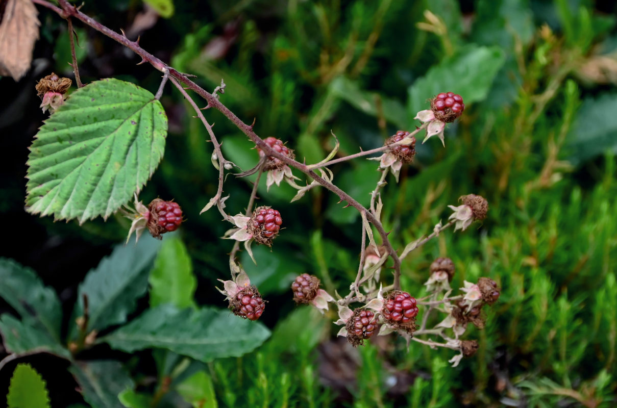 Image of Rubus ulmifolius specimen.