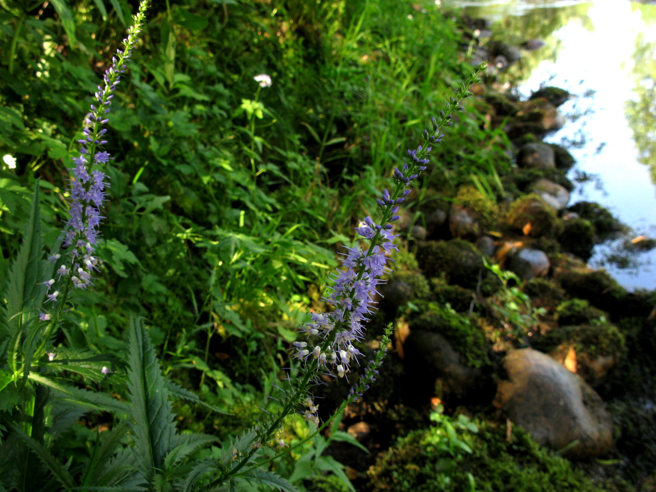 Изображение особи Veronica taigischensis.