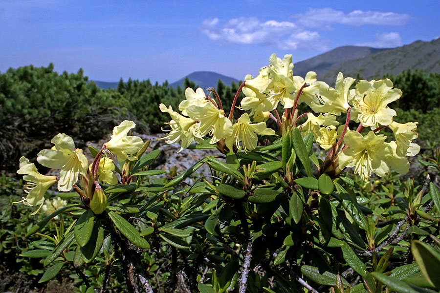 Image of Rhododendron aureum specimen.