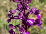Anacamptis morio subspecies caucasica. Часть соцветия. Крым, окр. г. Судак, 200 м к ю.-в. от вершины горы Перчем, луг. 23.04.2025.