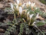 Astragalus rupifragus. Цветки, бутоны и листья. Крым, окр. г. Судак, западный склон горы Ай-Георгий, каменистый склон. 25.04.2025.