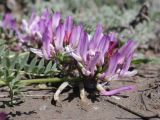 Astragalus suprapilosus. Соцветия. Крым, окр. г. Феодосия, Лисья бухта, глинистое обнажение. 13 апреля 2026 г.