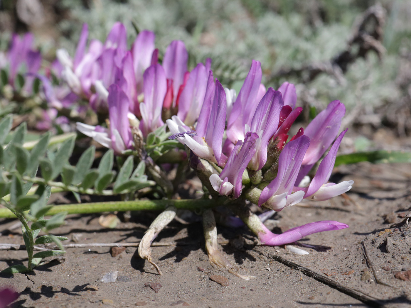 Изображение особи Astragalus suprapilosus.