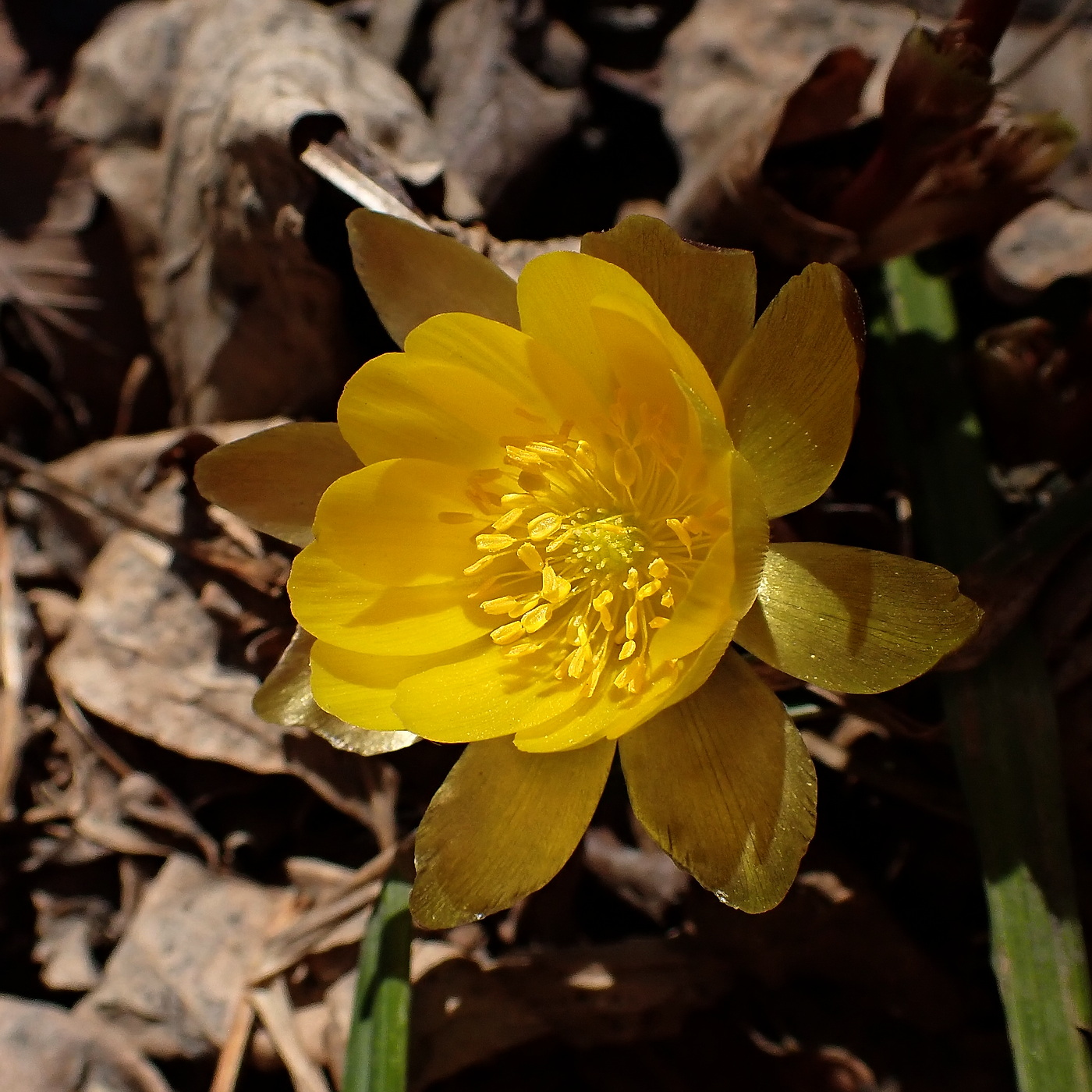 Image of Adonis amurensis specimen.