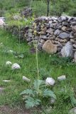 Phlomoides tadschikistanica