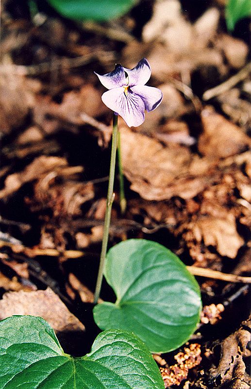 Image of Viola palustris specimen.