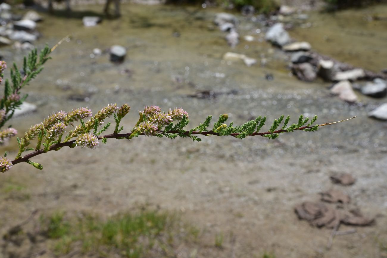 Image of Myricaria bracteata specimen.