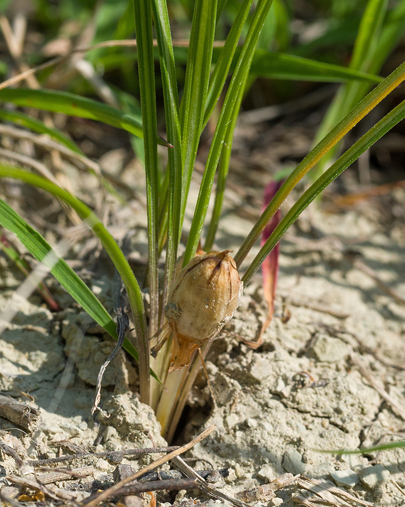 Image of Crocus reticulatus specimen.