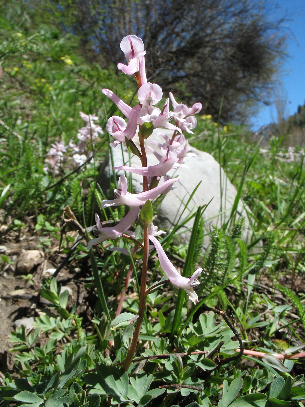 Image of Corydalis glaucescens specimen.