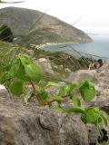 Theligonum cynocrambe