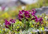 Pedicularis ochotensis. Цветущее растение. Хабаровский край, р-н имени Лазо, массив горы Ко, седловина между горами Столовая и Ко, выс. ≈ 1740 м н.у.м., горная тундра. 22.06.2026.