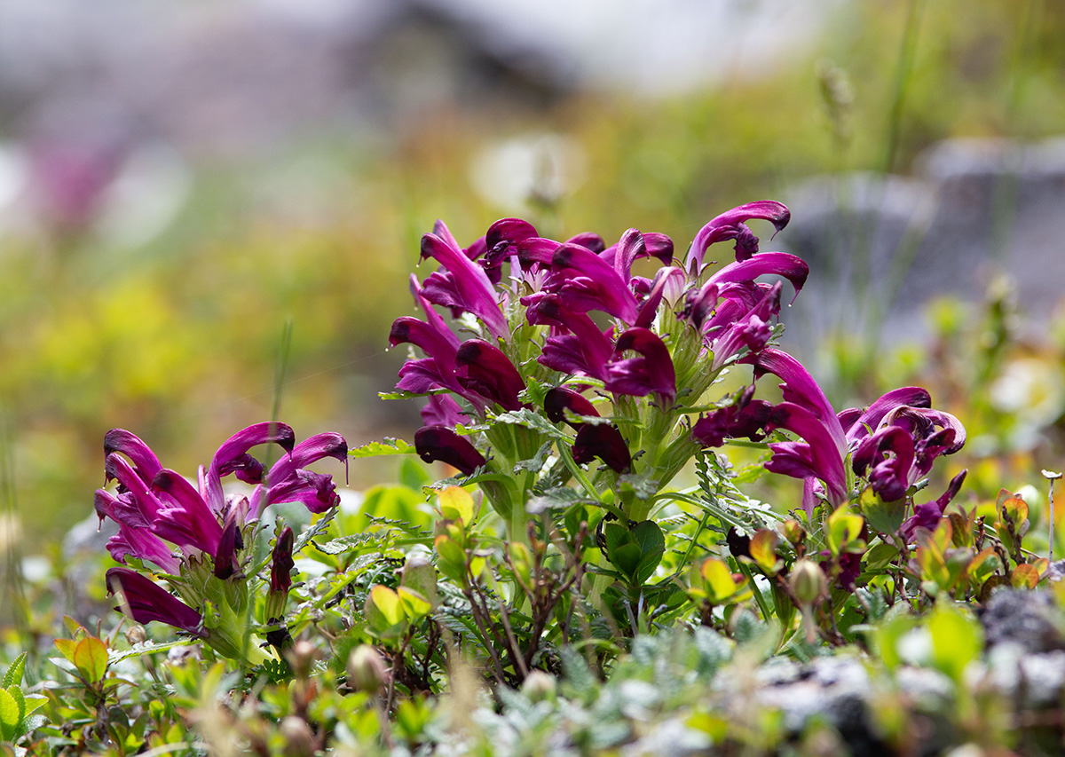 Image of Pedicularis ochotensis specimen.