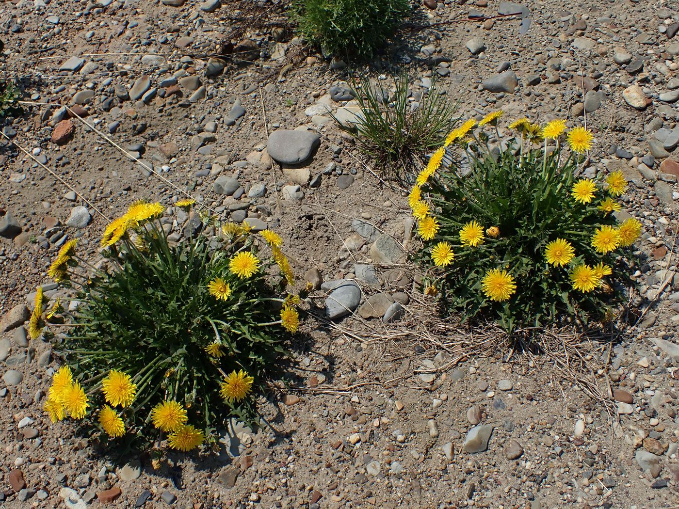 Image of Taraxacum ussuriense specimen.