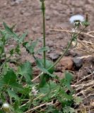 Sonchus oleraceus
