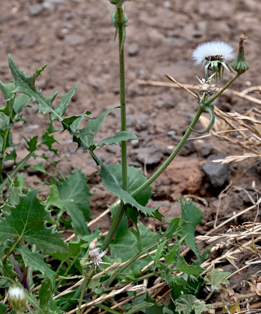 Image of Sonchus oleraceus specimen.