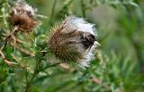 Смотреть изображение Cirsium vulgare