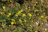 Medicago falcata. Цветущие веточки. Беларусь, Витебская обл., пос. Езерище, обочина дороги. 13.07.2026.