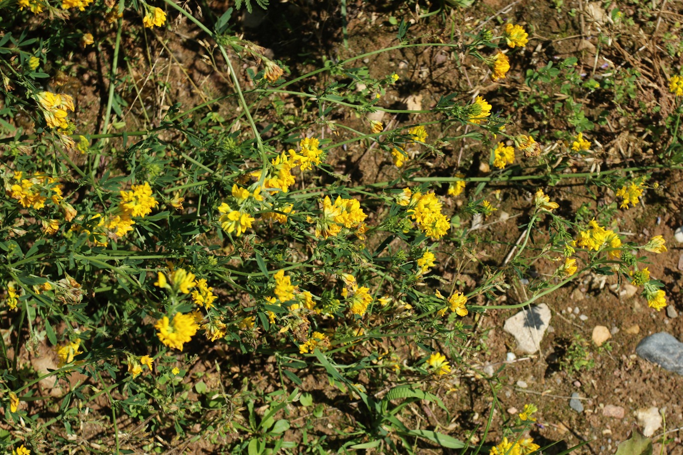 Image of Medicago falcata specimen.