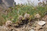 genus Astragalus. Плодоносящее растение. Таджикистан, Согдийская обл., Айнинский р-н; Памиро-Алай, Фанские горы, подножье горы Сарытаг, ≈ 2440 м н.у.м., щебнистый склон. 27 июня 2026 г.