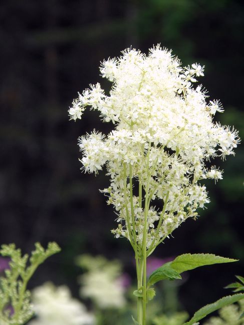 Image of Filipendula ulmaria specimen.