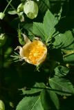 genus Rosa. Цветок. Турция, ил Артвин, окр. храма Отхта, луг. 13 июня 2026 г.