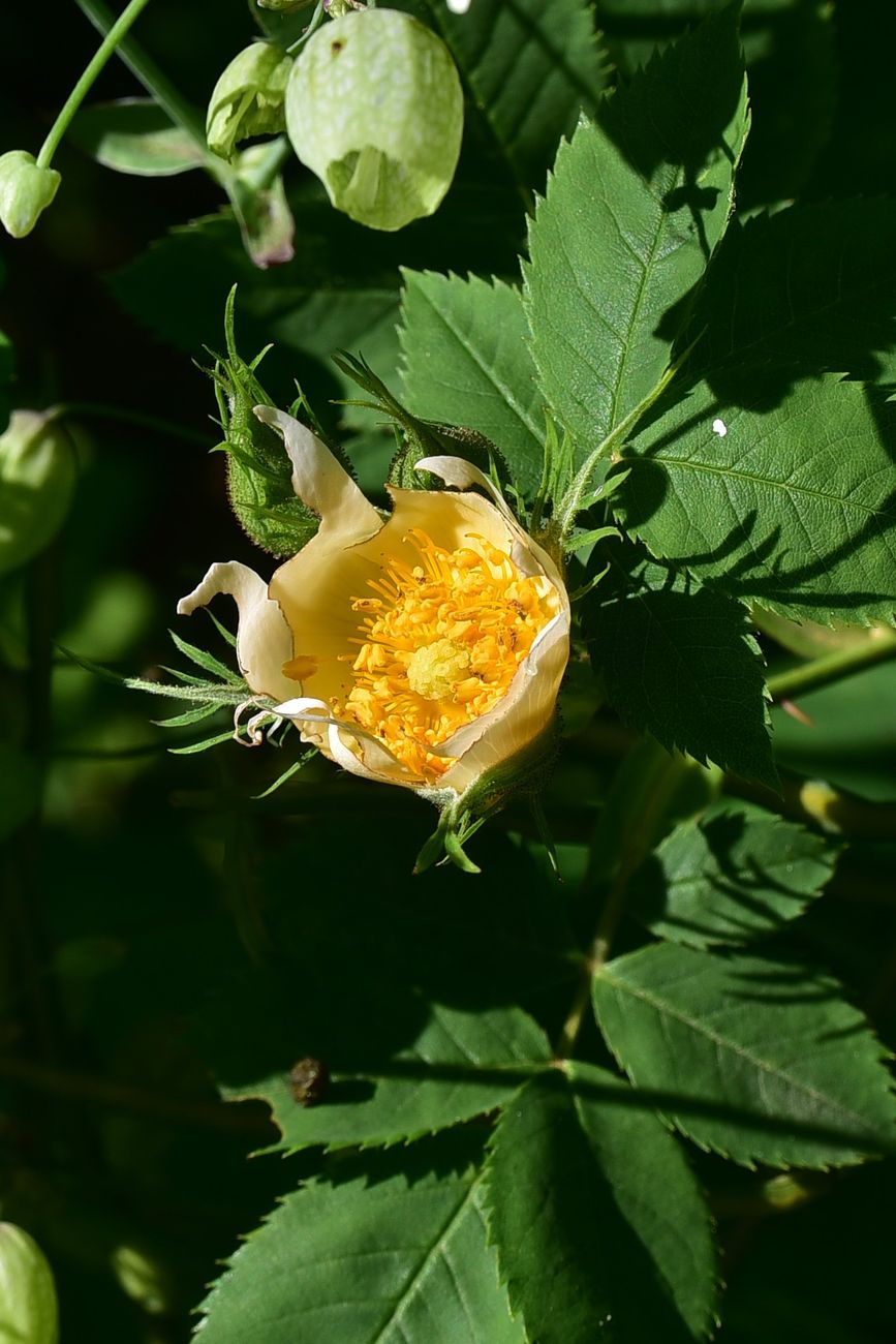 Image of genus Rosa specimen.