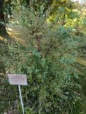 Spiraea cantoniensis. Вегетирующее растение. Абхазия, г. Сухум, Сухумский ботанический сад. 13.08.2024.