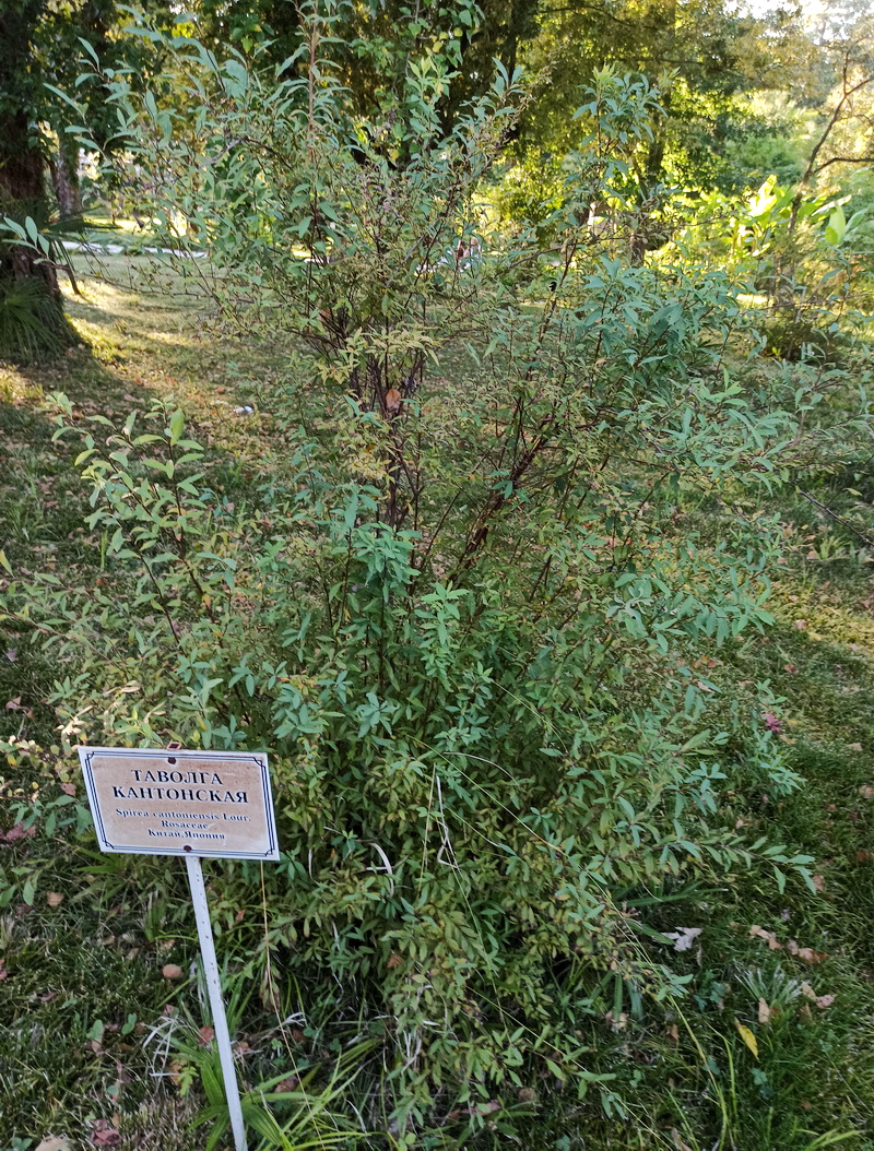 Image of Spiraea cantoniensis specimen.