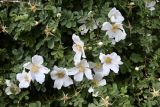 Rosa beggeriana