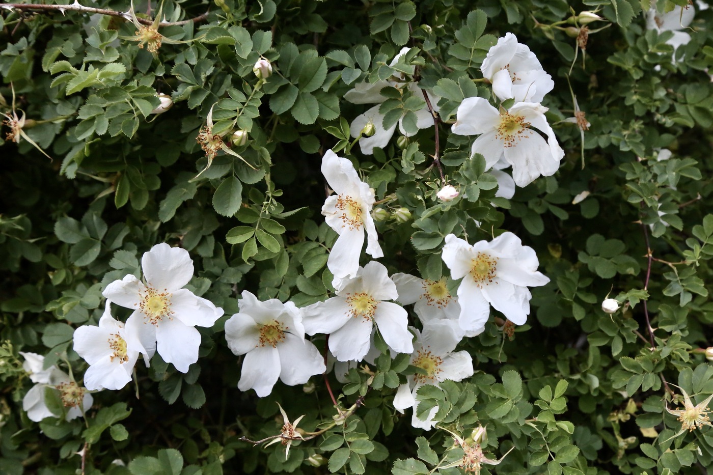 Изображение особи Rosa beggeriana.