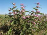 Phlomis regelii