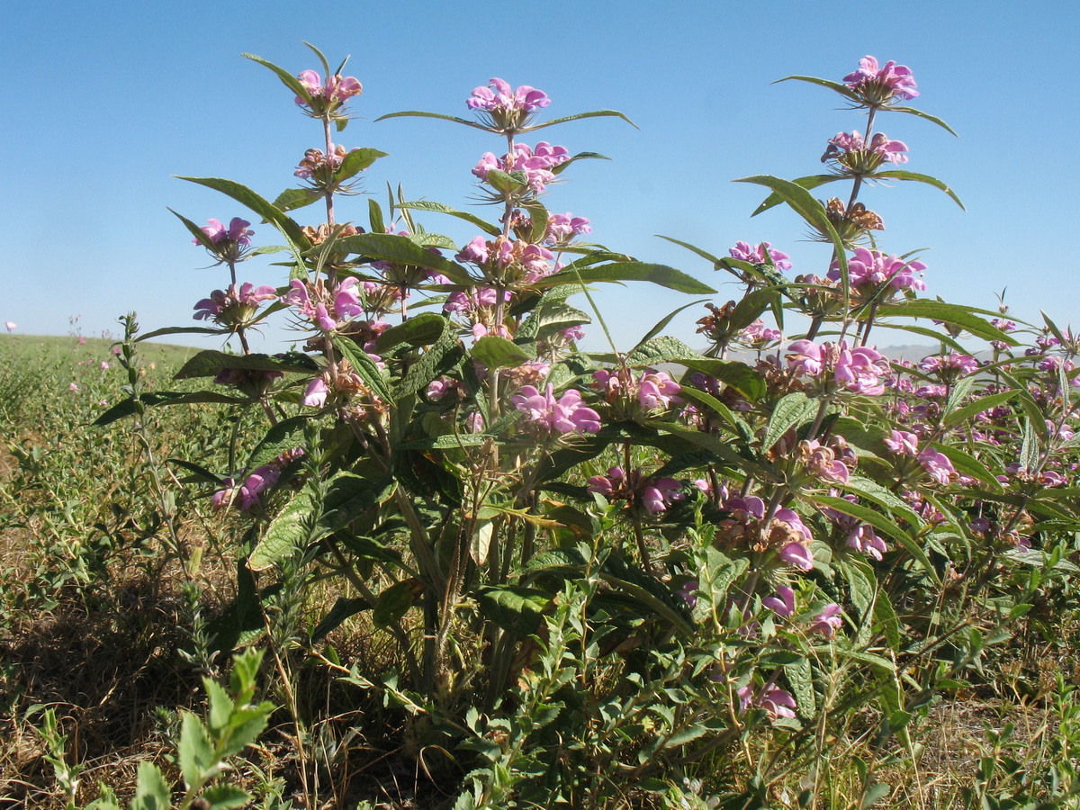 Image of Phlomis regelii specimen.