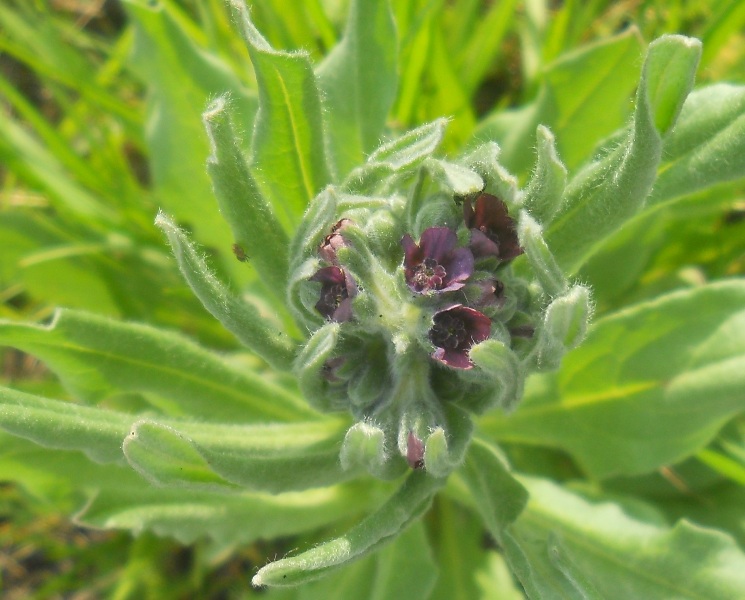 Изображение особи Cynoglossum officinale.