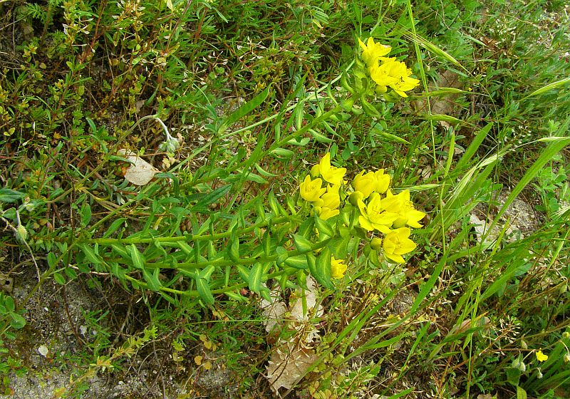 Изображение особи Haplophyllum thesioides.