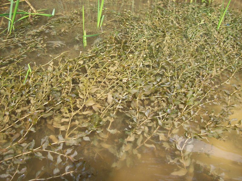 Изображение особи Potamogeton perfoliatus.