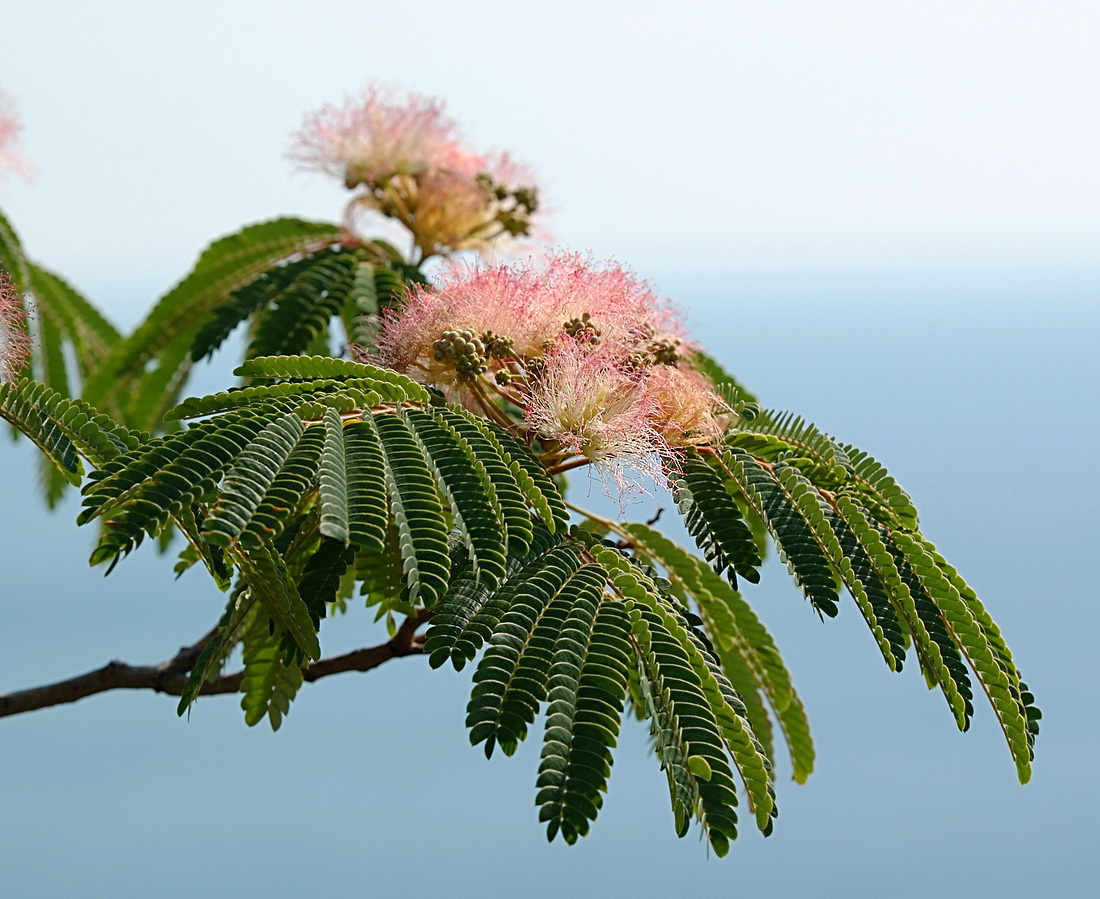 Image of Albizia julibrissin specimen.