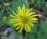 Doronicum austriacum. Соцветие-корзинка. Украина, Ивано-Франковская обл., Надворнянский р-н, природный заповедник \"Горганы\", урочище Джурджинец, лес. 17 июня 2011 г.