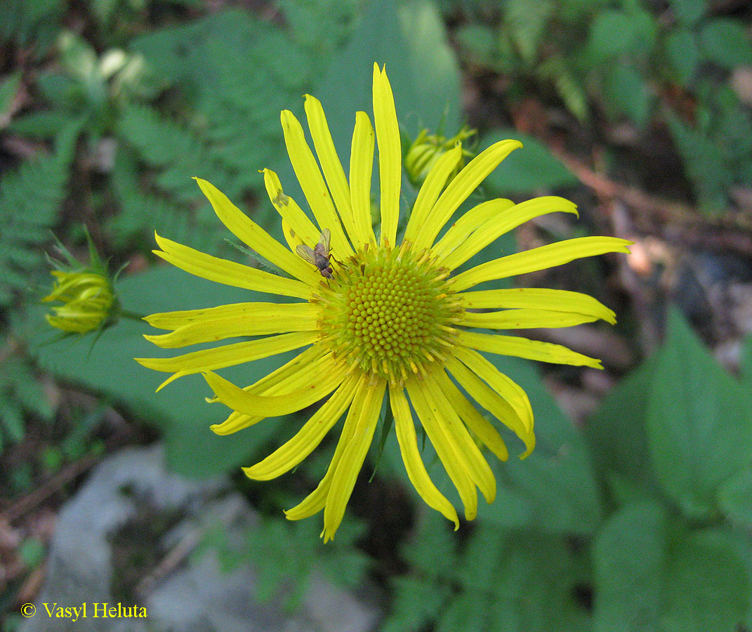 Изображение особи Doronicum austriacum.
