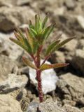 Cleome canescens. Молодое растение. Крым, Феодосийский горсовет, пос. Орджоникидзе, гора Джан-Кутаран. 5 сентября 2011 г.