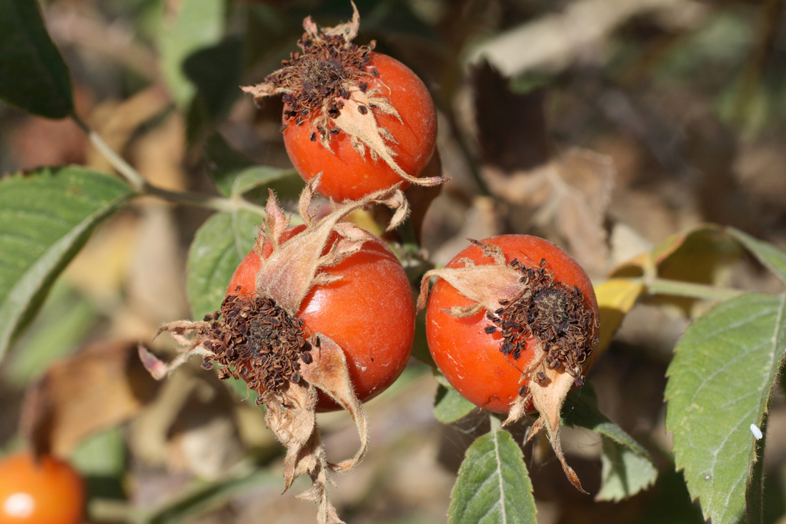 Image of Rosa arnoldii specimen.