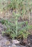 Centaurea iberica. Вегетирующее растение с заложившимися соцветиями. Таджикистан, Гиссарский хр., ущелье Сингисафат, 1450 м н.у.м. 29.04.2011.