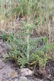 Centaurea iberica