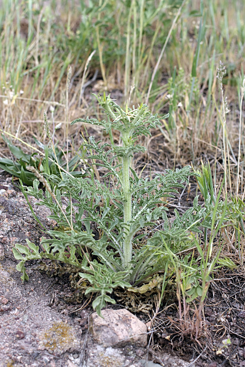Изображение особи Centaurea iberica.